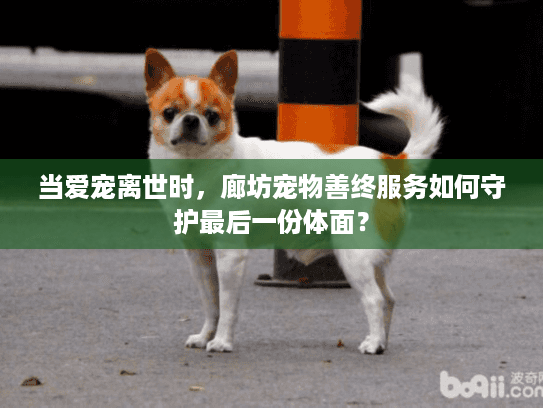 当爱宠离世时,廊坊宠物善终服务如何守护最后一份体面?