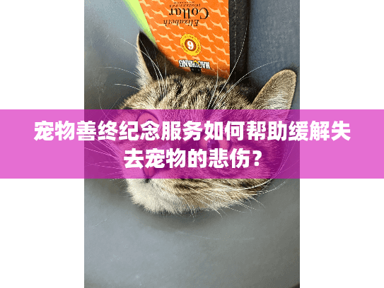 宠物善终纪念服务如何帮助缓解失去宠物的悲伤？