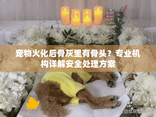 宠物火化后骨灰里有骨头？专业机构详解安全处理方案
