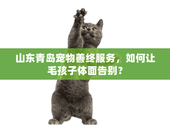 山东青岛宠物善终服务，如何让毛孩子体面告别？