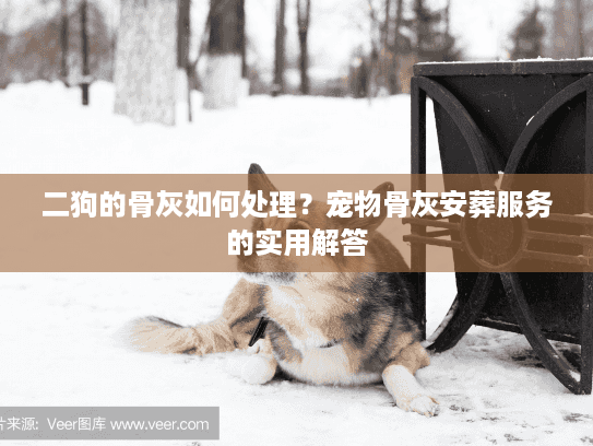 二狗的骨灰如何处理？宠物骨灰安葬服务的实用解答