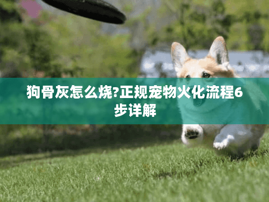 狗骨灰怎么烧?正规宠物火化流程6步详解