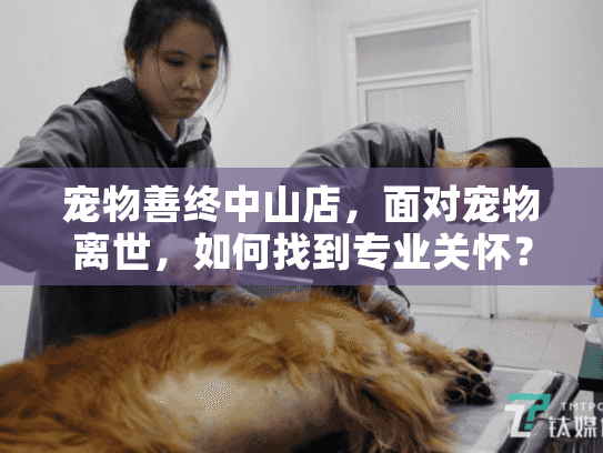 宠物善终中山店，面对宠物离世，如何找到专业关怀？