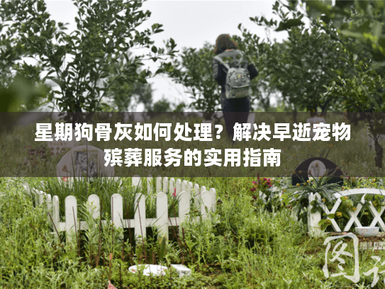 星期狗骨灰如何处理？解决早逝宠物殡葬服务的实用指南