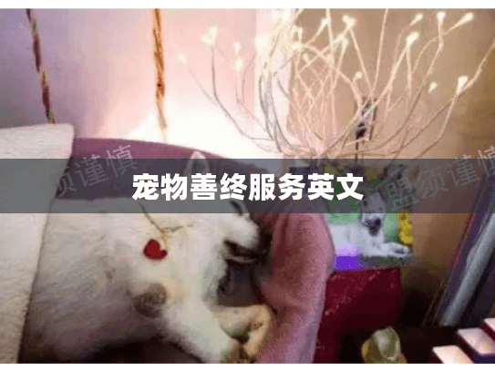 宠物善终服务英文
