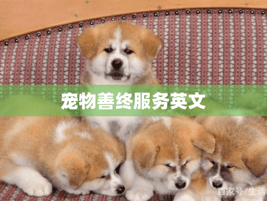 宠物善终服务英文