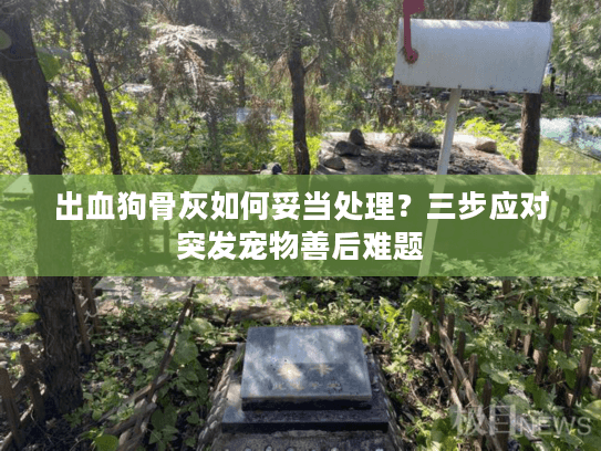 出血狗骨灰如何妥当处理？三步应对突发宠物善后难题