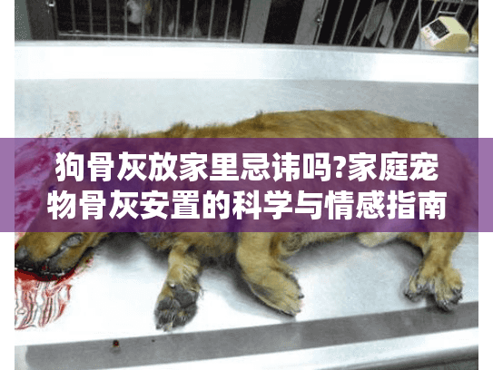 狗骨灰放家里忌讳吗?家庭宠物骨灰安置的科学与情感指南