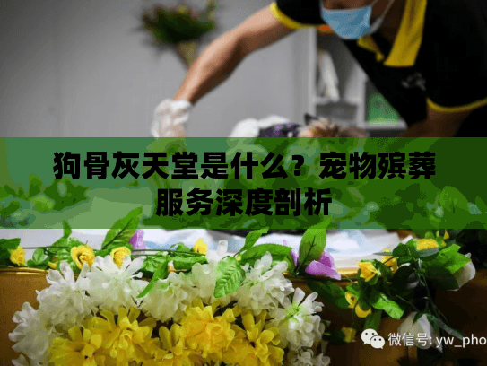 狗骨灰天堂是什么？宠物殡葬服务深度剖析