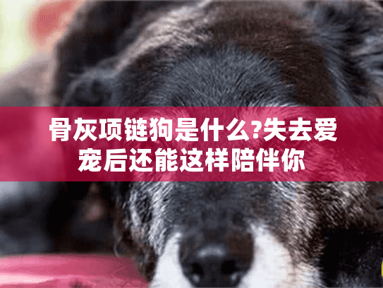 骨灰项链狗是什么?失去爱宠后还能这样陪伴你