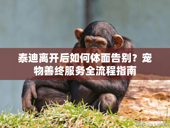 泰迪离开后如何体面告别？宠物善终服务全流程指南