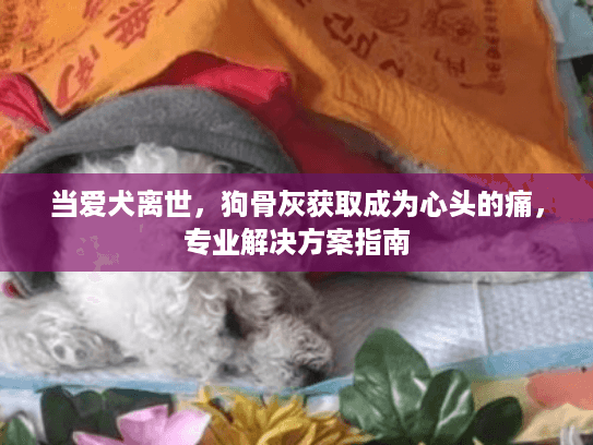 当爱犬离世，狗骨灰获取成为心头的痛，专业解决方案指南