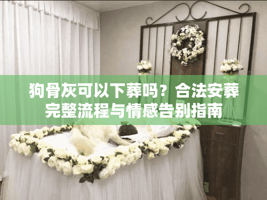狗骨灰可以下葬吗？合法安葬完整流程与情感告别指南