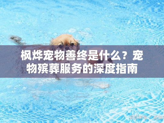 枫烨宠物善终是什么？宠物殡葬服务的深度指南