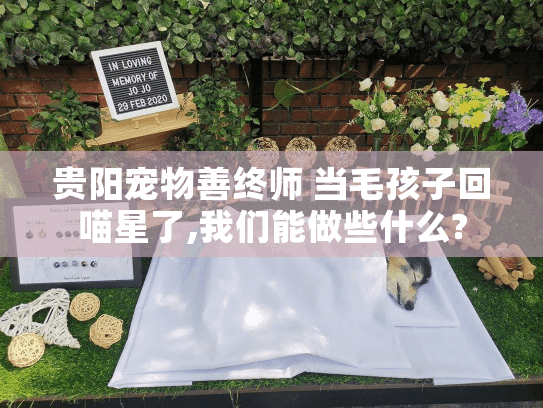 贵阳宠物善终师 当毛孩子回喵星了,我们能做些什么?