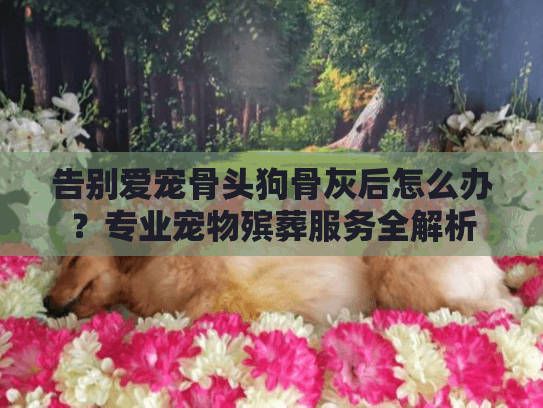 告别爱宠骨头狗骨灰后怎么办？专业宠物殡葬服务全解析