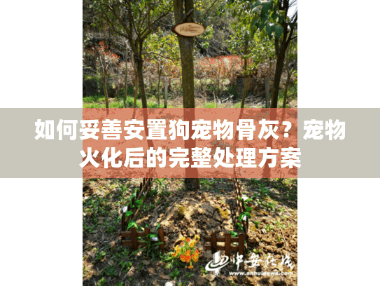 如何妥善安置狗宠物骨灰？宠物火化后的完整处理方案