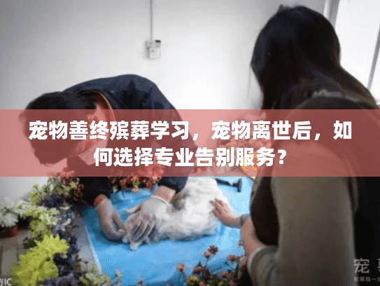 宠物善终殡葬学习，宠物离世后，如何选择专业告别服务？