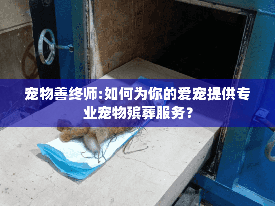 宠物善终师:如何为你的爱宠提供专业宠物殡葬服务？