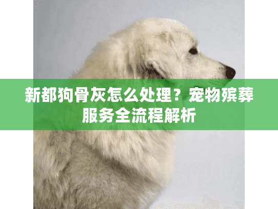 新都狗骨灰怎么处理？宠物殡葬服务全流程解析