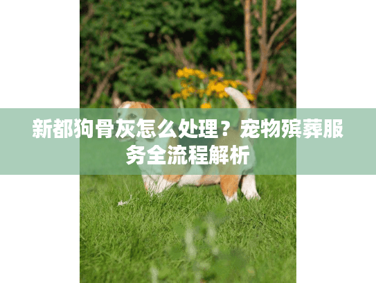 新都狗骨灰怎么处理？宠物殡葬服务全流程解析
