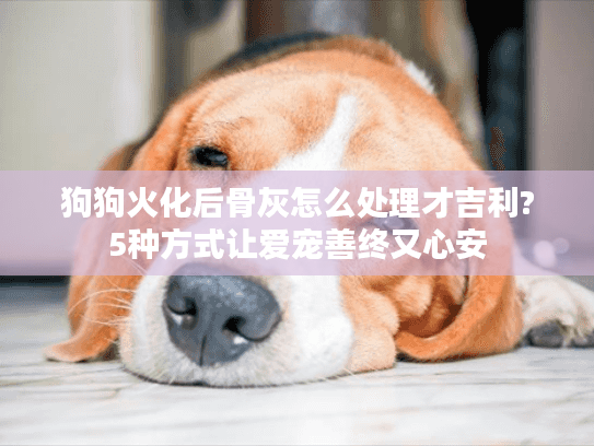 狗狗火化后骨灰怎么处理才吉利?5种方式让爱宠善终又心安