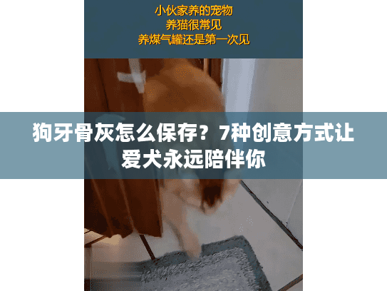 狗牙骨灰怎么保存？7种创意方式让爱犬永远陪伴你