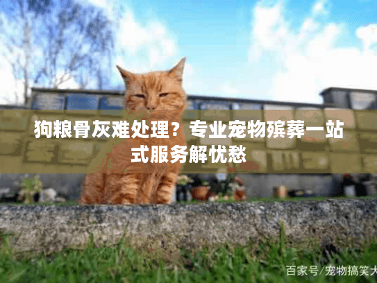 狗粮骨灰难处理？专业宠物殡葬一站式服务解忧愁