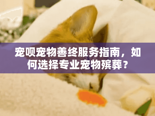 宠呗宠物善终服务指南，如何选择专业宠物殡葬？