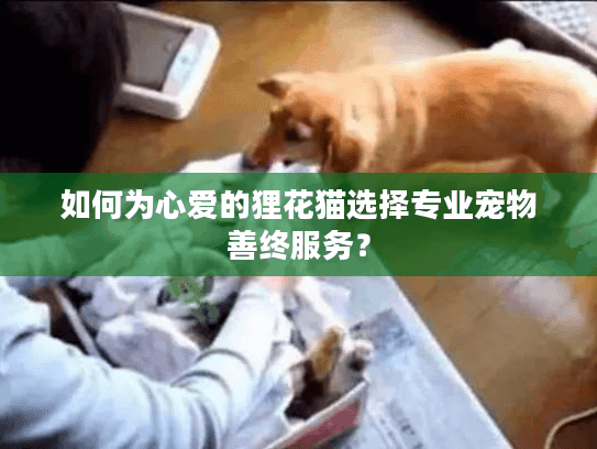 如何为心爱的狸花猫选择专业宠物善终服务？