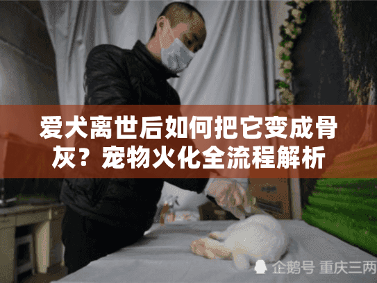 爱犬离世后如何把它变成骨灰？宠物火化全流程解析