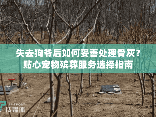失去狗爷后如何妥善处理骨灰？贴心宠物殡葬服务选择指南