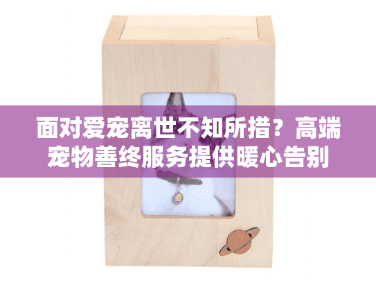 面对爱宠离世不知所措？高端宠物善终服务提供暖心告别