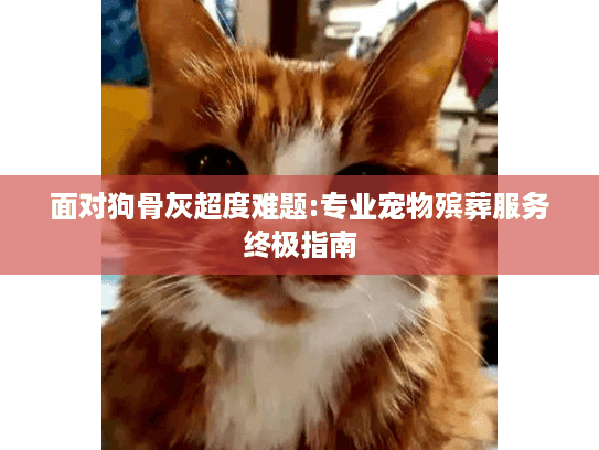 面对狗骨灰超度难题:专业宠物殡葬服务终极指南