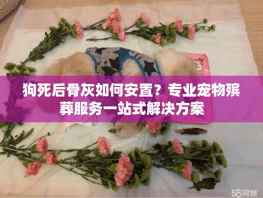 狗死后骨灰如何安置？专业宠物殡葬服务一站式解决方案