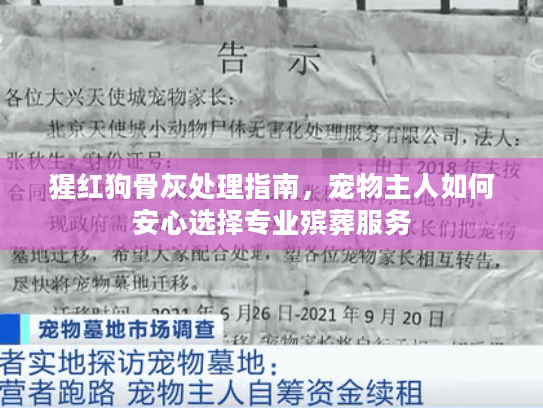 猩红狗骨灰处理指南，宠物主人如何安心选择专业殡葬服务