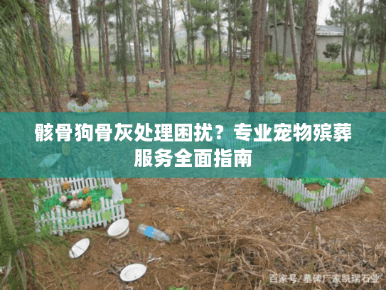 骸骨狗骨灰处理困扰？专业宠物殡葬服务全面指南