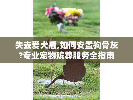 失去爱犬后,如何安置狗骨灰?专业宠物殡葬服务全指南
