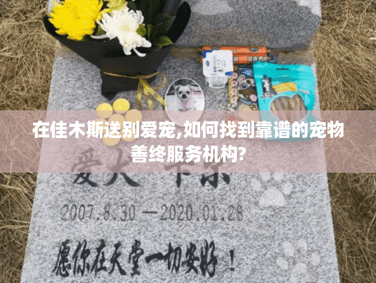 在佳木斯送别爱宠,如何找到靠谱的宠物善终服务机构?