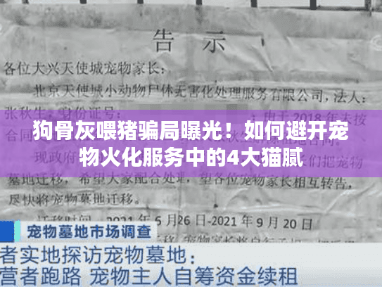 狗骨灰喂猪骗局曝光！如何避开宠物火化服务中的4大猫腻