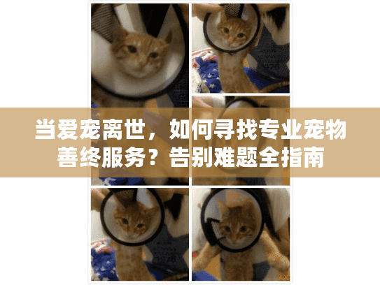 当爱宠离世，如何寻找专业宠物善终服务？告别难题全指南