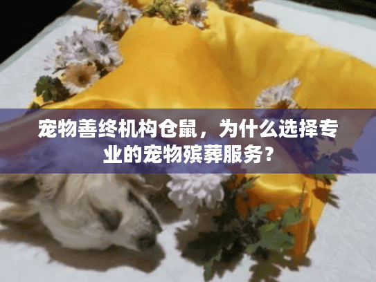 宠物善终机构仓鼠，为什么选择专业的宠物殡葬服务？