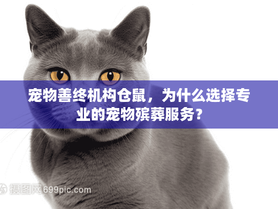 宠物善终机构仓鼠，为什么选择专业的宠物殡葬服务？