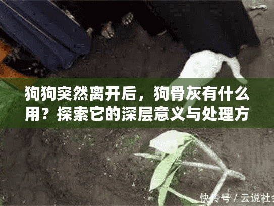 狗狗突然离开后，狗骨灰有什么用？探索它的深层意义与处理方式