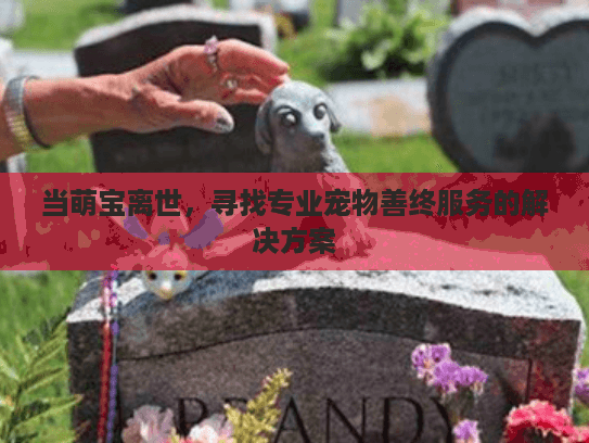 当萌宝离世，寻找专业宠物善终服务的解决方案