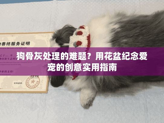 狗骨灰处理的难题？用花盆纪念爱宠的创意实用指南
