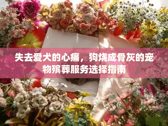 失去爱犬的心痛，狗烧成骨灰的宠物殡葬服务选择指南