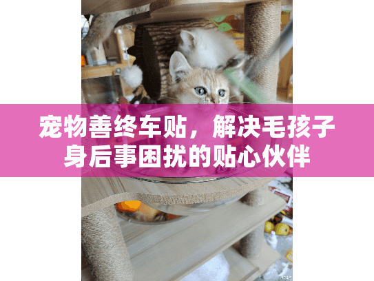 宠物善终车贴，解决毛孩子身后事困扰的贴心伙伴