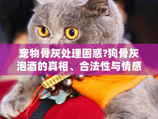 宠物骨灰处理困惑?狗骨灰泡酒的真相、合法性与情感慰藉解析