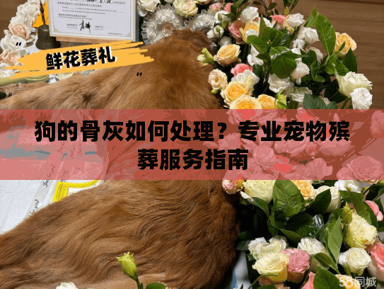 狗的骨灰如何处理？专业宠物殡葬服务指南